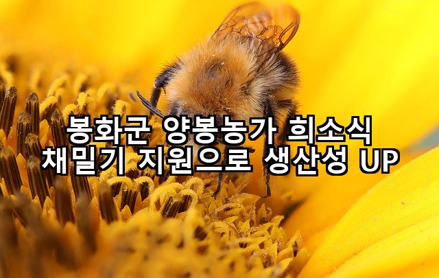 봉화군 양봉농가 희소식 채밀기 지원으로 생산성 UP